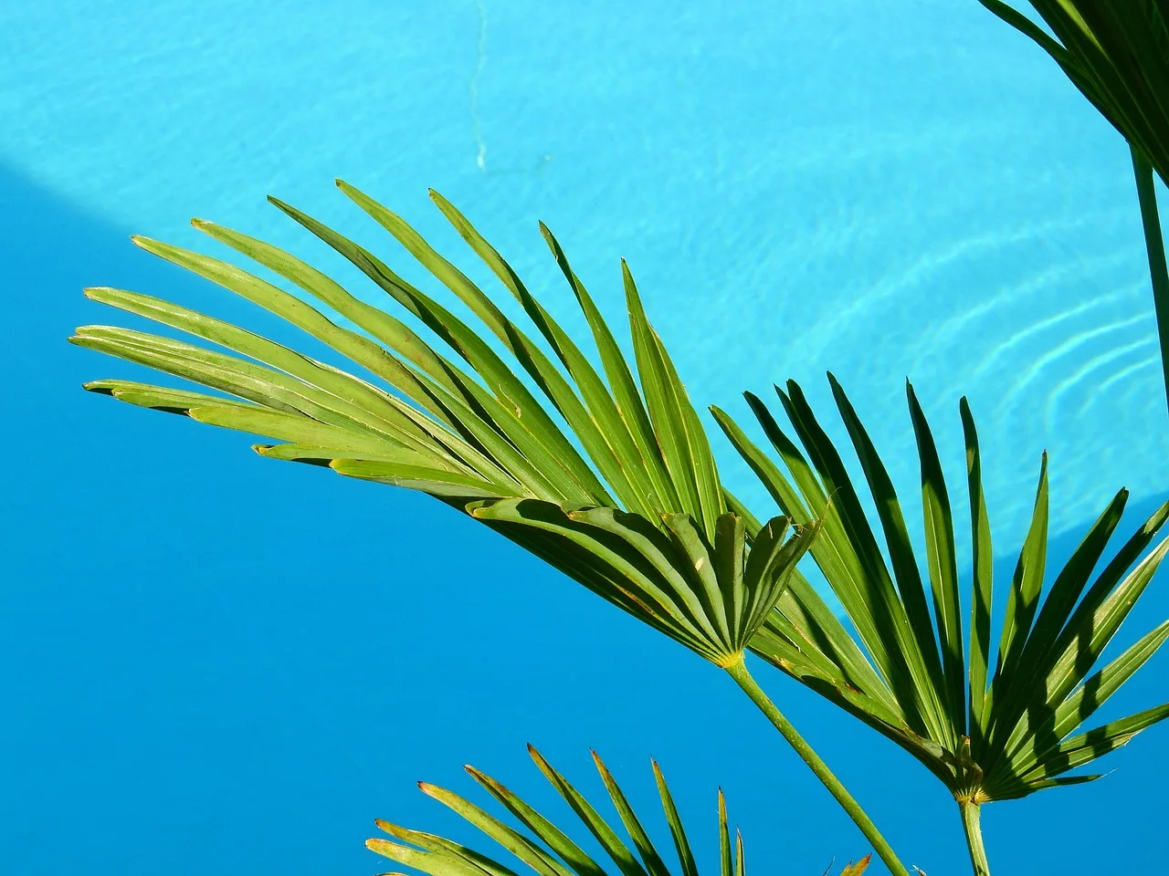 water, swimming pool, pool, vacations, swim, blue, summer, to bathe, bath, swimming system, outdoor pool, recreation, bathing fun, sun, hotel, palm tree, nature, plant, leaves, caribbean, adria. Pool Opening Cost in Ontario: What Goes on the Technician's Invoice