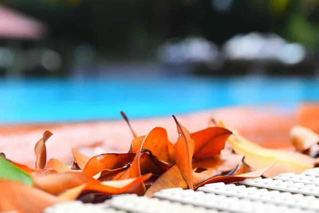 swimming pool, leaves, pool, swimming, water, leaf, summer, blue, clean, maintenance, work, swim, reflection, nature, outdoor, waves. Pool Service Licence Requirements in British Columbia: A Plain Breakdown
